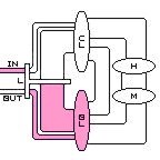 brain cycle