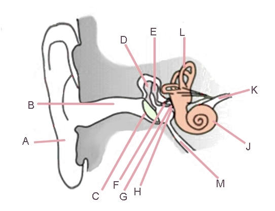 ear diagram