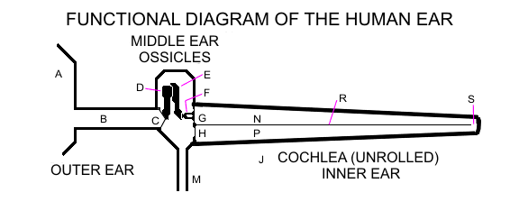 ear function