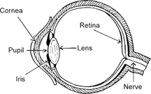 eye parts